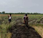 आगलागीले सुनवलमा १० कट्ठामा लगाईएको उखु नष्ट