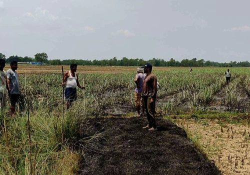 आगलागीले सुनवलमा १० कट्ठामा लगाईएको उखु नष्ट