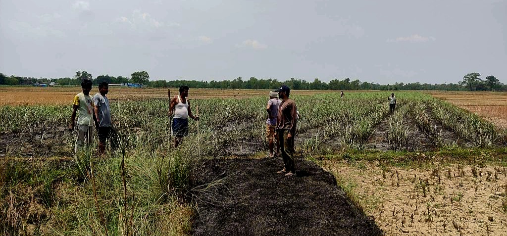 आगलागीले सुनवलमा १० कट्ठामा लगाईएको उखु नष्ट