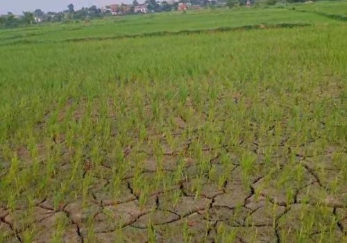 धान खेतमा धाँजा फाट्न थाल्यो,मौसमविद भन्छ्न पानी पर्छ,किसान भन्छन कहिले पर्छ!