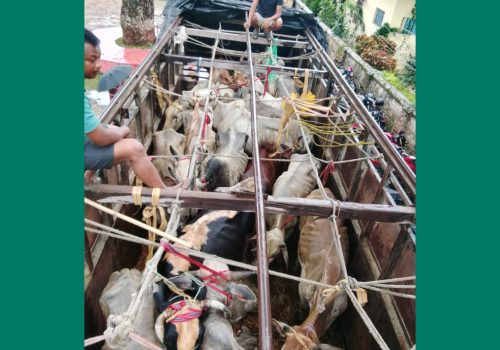 बर्दघाट्बाट १८ वटा गोरु बोकेको ट्रक चालक सहित नियन्त्रणमा