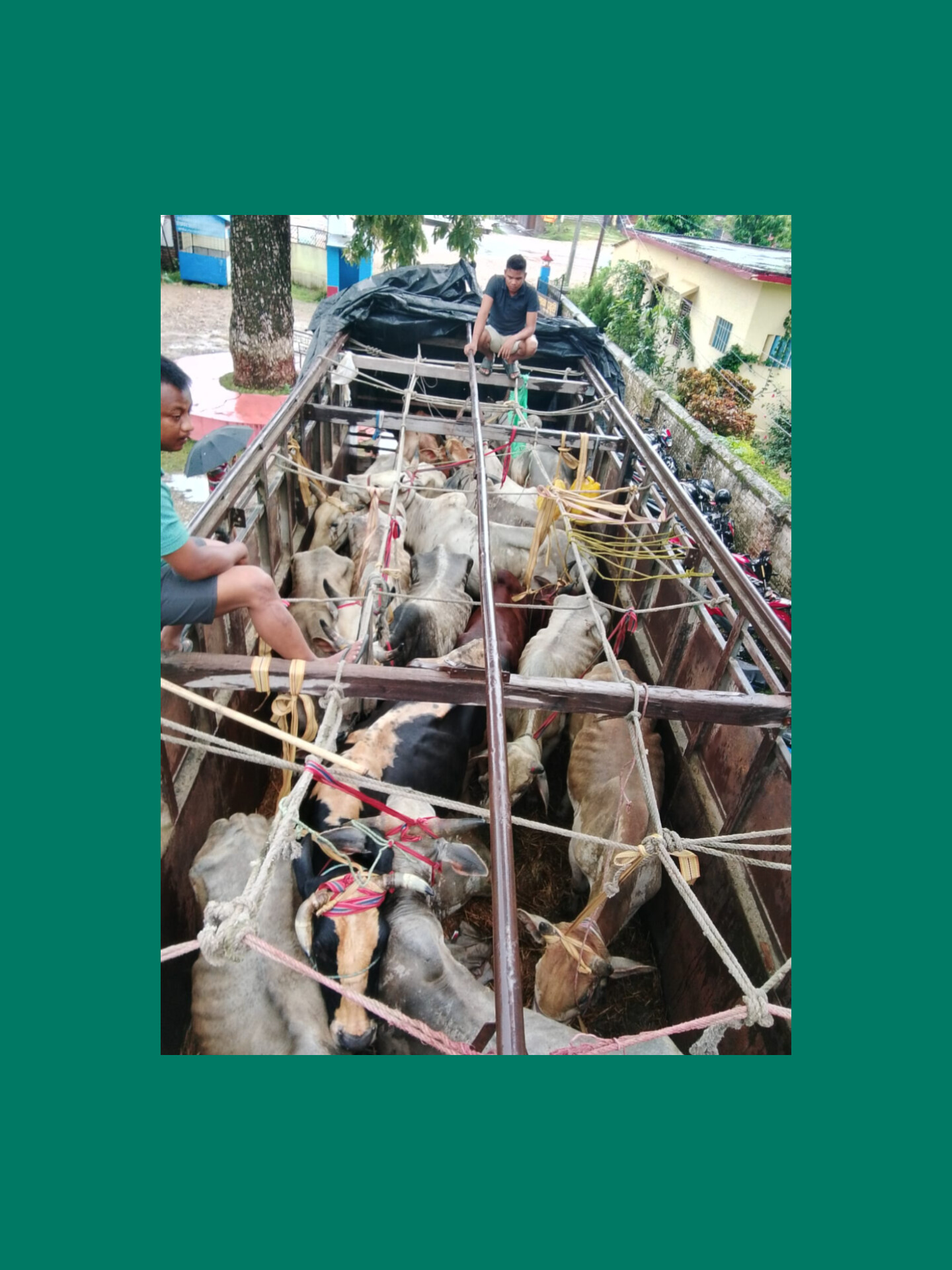 बर्दघाट्बाट १८ वटा गोरु बोकेको ट्रक चालक सहित नियन्त्रणमा