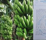 भारतीय केरा सदाबहार,नेपाली किसान हाहाकार,सधैं बेखबर सरकार