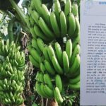 भारतीय केरा सदाबहार,नेपाली किसान हाहाकार,सधैं बेखबर सरकार