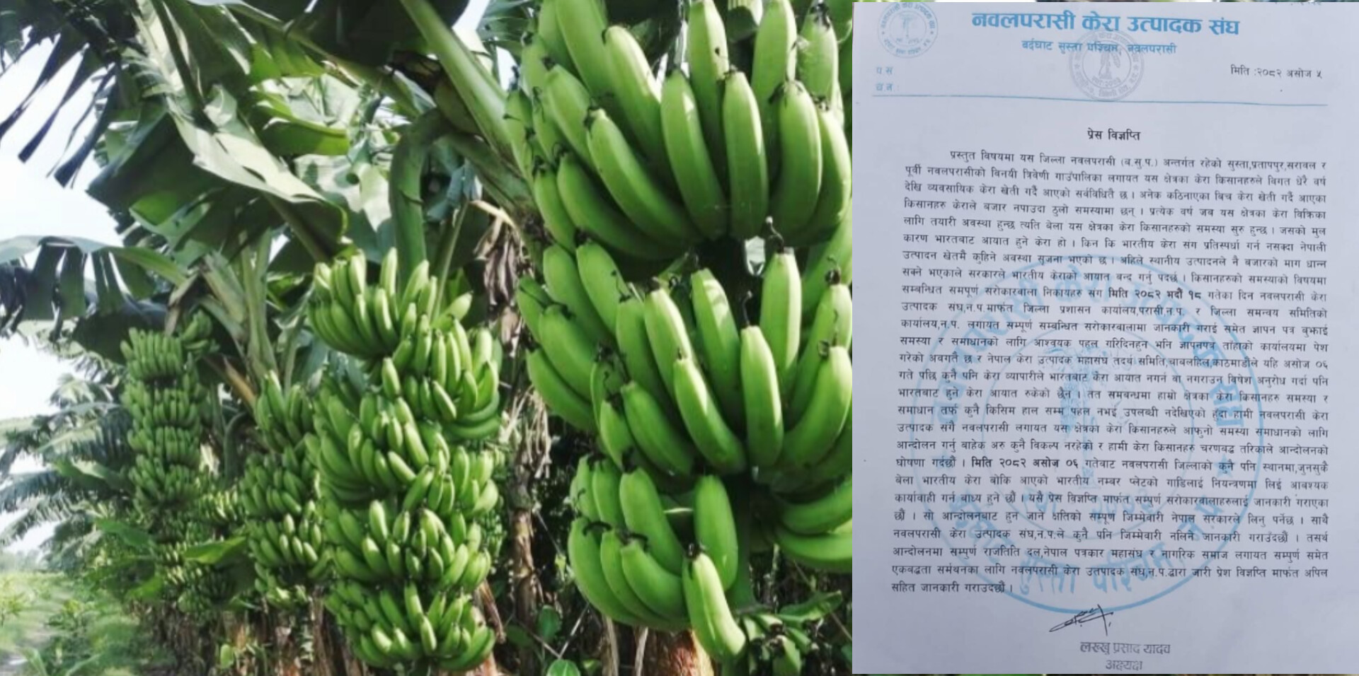 भारतीय केरा सदाबहार,नेपाली किसान हाहाकार,सधैं बेखबर सरकार