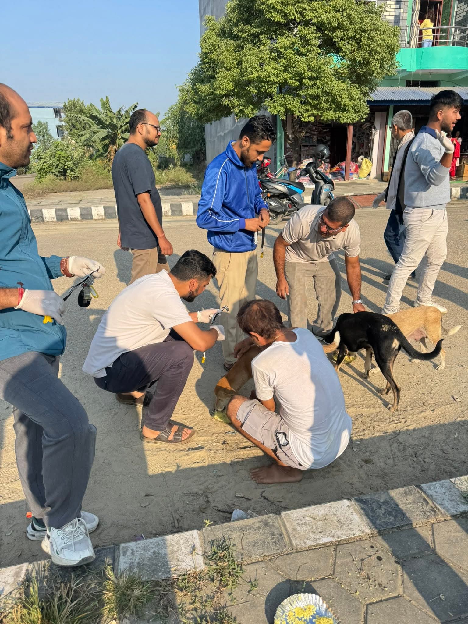 कुकुर तिहार: सडक दुर्घटना न्यूनीकरणका लागि कुकुरलाई ‘रिफ्लेक्सन बेल्ट’