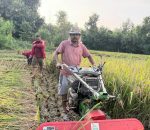 धान कटाईमा मेसिनको प्रयोग बढ्दो,प्रविधिमैत्री कृषि तर्फ आकर्षण