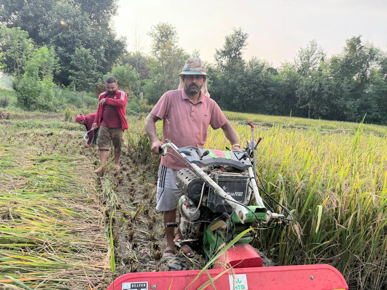 धान कटाईमा मेसिनको प्रयोग बढ्दो,प्रविधिमैत्री कृषि तर्फ आकर्षण